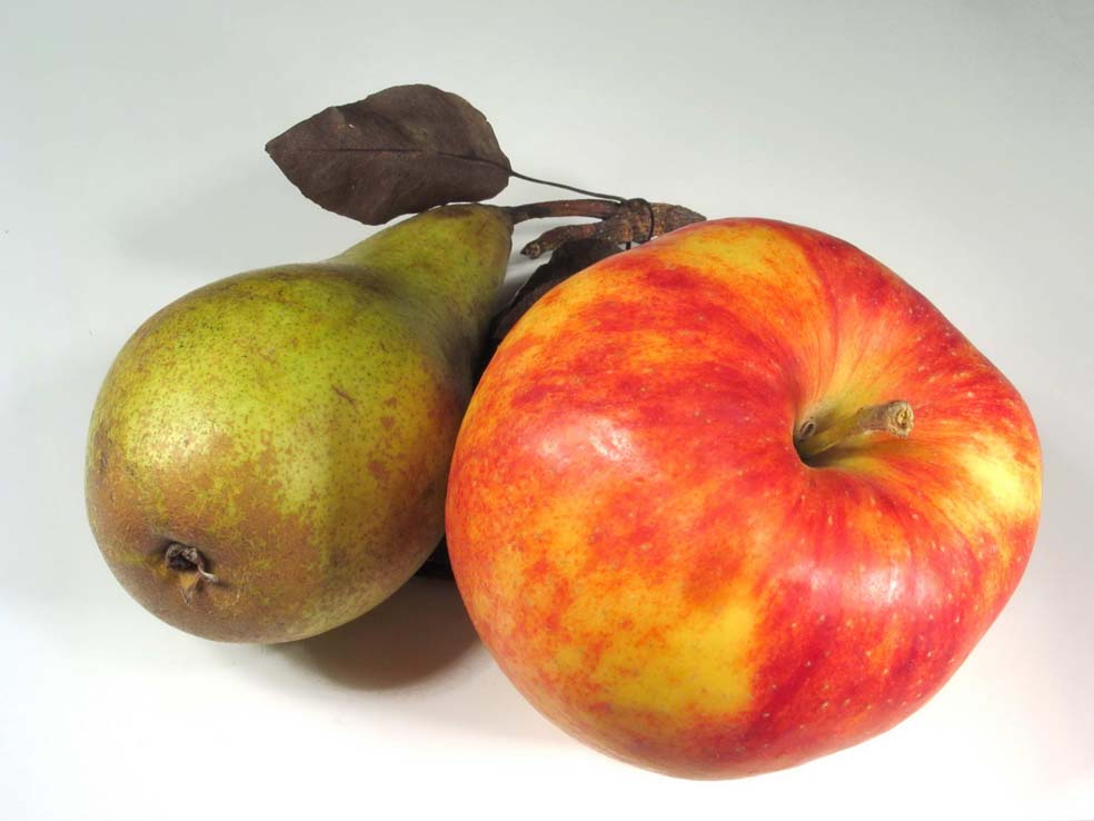 Сорта груш и яблок