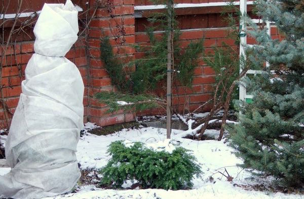 Зима: укрываем растения от холода