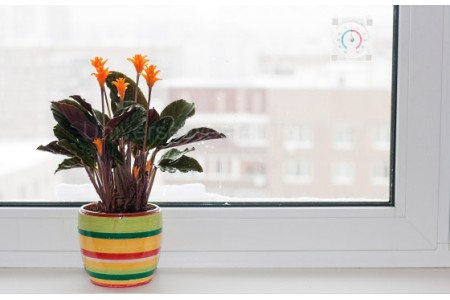 Секреты ухода за комнатными растениями зимой