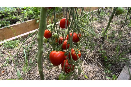 7 правил большого урожая помидоров